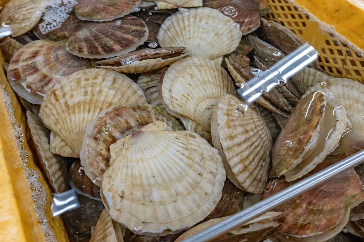 経験豊富な「目利き」による品質の見極め