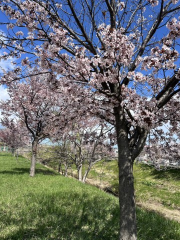 大成水産から見える桜2026年4月