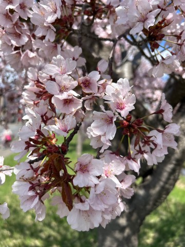 大成水産桜202604